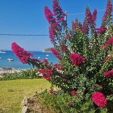 San George Cove Afión